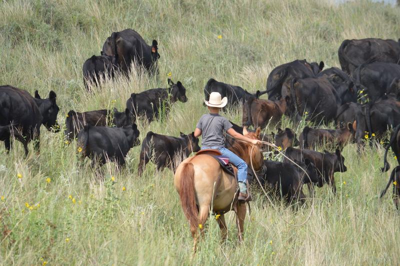 Farm and Ranch Transition planning workshop scheduled in Crawford 